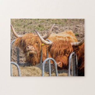 Puzzle vaca Highland escocesa