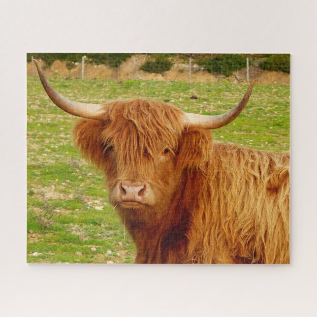 Puzzle Vaca Highland escocesa (Horizontal)