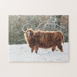 Puzzle vaca Highland escocesa en la nieve