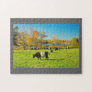 Puzzle Vacas ceñidas de Galloway que pastan en hierba en