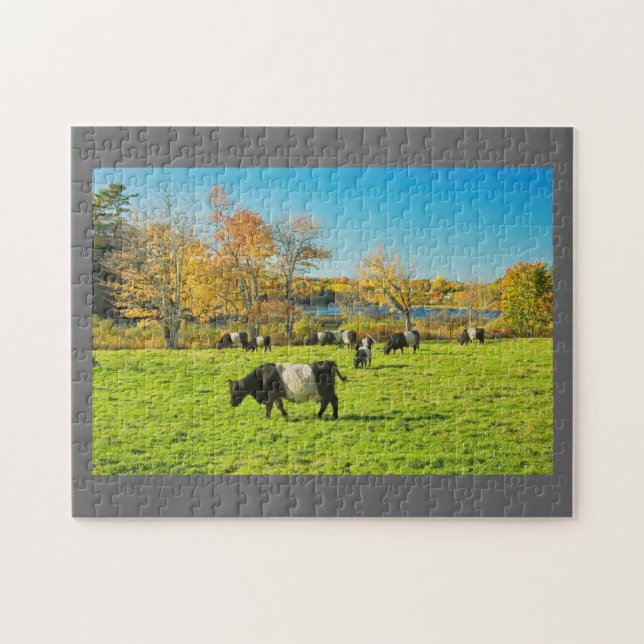 Puzzle Vacas ceñidas de Galloway que pastan en hierba en (Horizontal)