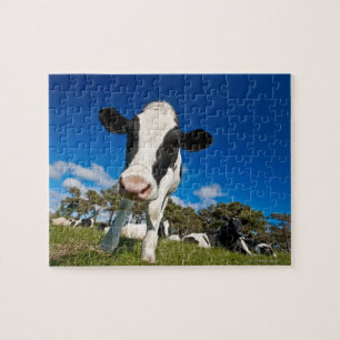 Puzzle Vacas que alimentan en el pasto 2
