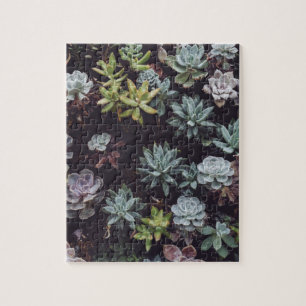 Puzzle Variación de pequeñas plantas suculentas