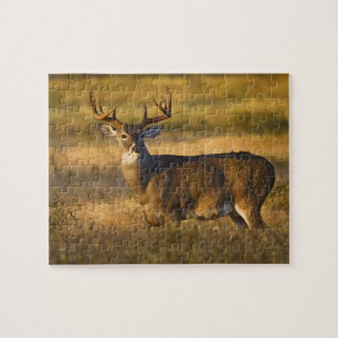 Puzzle Venado de cola blanca (Odocoileus virginianus) adu