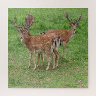 Puzzle venado, venado frágil al aire libre