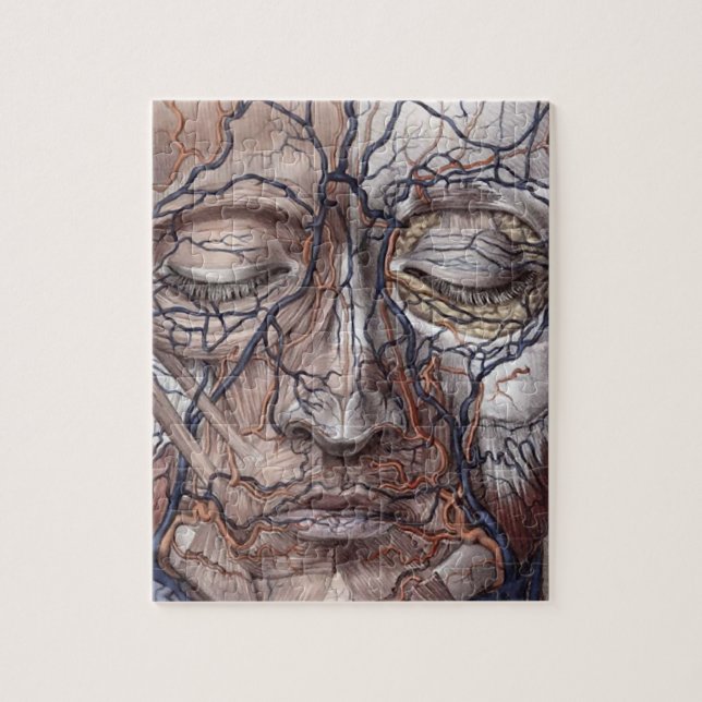 Puzzle Venas y músculos principales (Vertical)