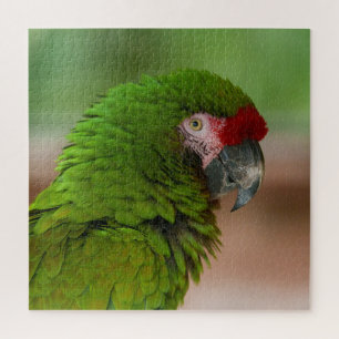 Puzzle Vibrante loro macaw en vista de perfil