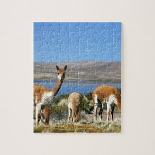 Puzzle Vicuna en alerta máxima Parque Nacional Lauca