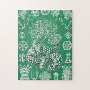 Puzzle Vida marina Thuroidea Gurkensterne por Ernst Haeck