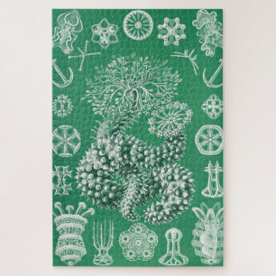Puzzle Vida marina Thuroidea Gurkensterne por Ernst Haeck