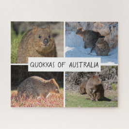 Puzzle Vida salvaje animal de Cute Quokka Australia, 520 