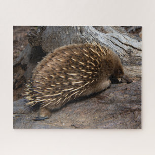 Puzzle Vida silvestre animal de Furry Spiky Echidna, 520 