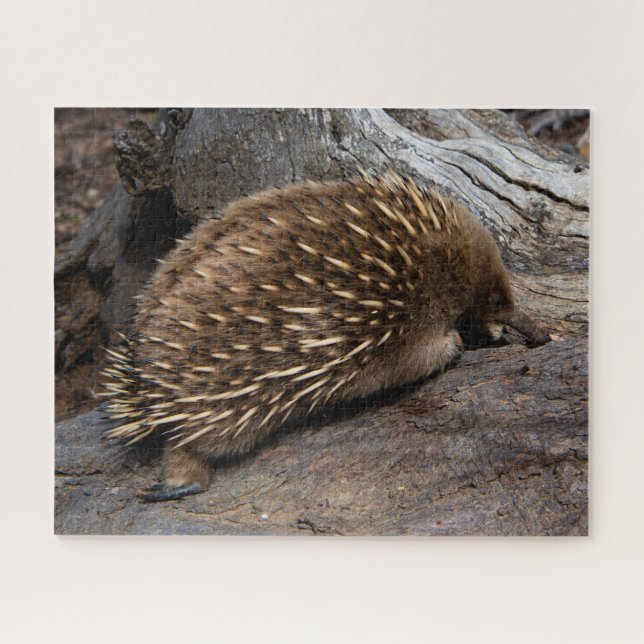 Puzzle Vida silvestre animal de Furry Spiky Echidna, 520  (Horizontal)