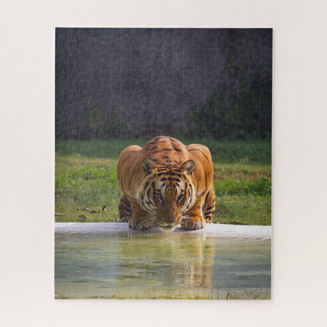 Puzzle Vida silvestre del gato grande del agua potable de (Vertical)