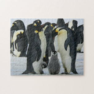 Puzzle Vida silvestre en el Ártico de la Familia Pingüino