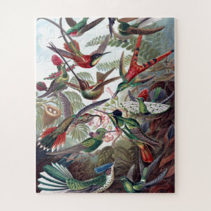 Puzzle Viejo Ilustracion de libros de Hummingbirds