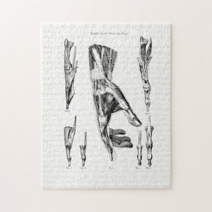 Puzzle Viejos músculos artísticos de la anatomía de ma