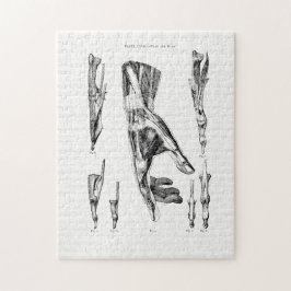 Puzzle Viejos músculos artísticos de la anatomía de manos
