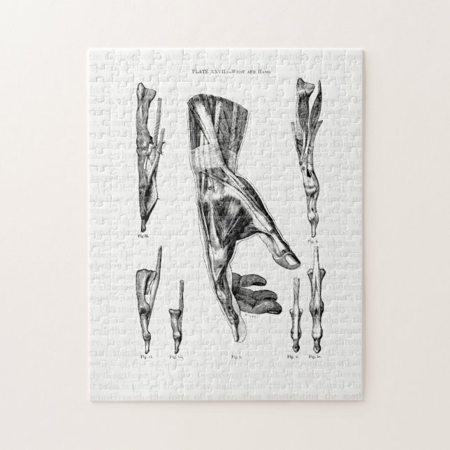 Puzzle Viejos músculos artísticos de la anatomía de manos (Vertical)