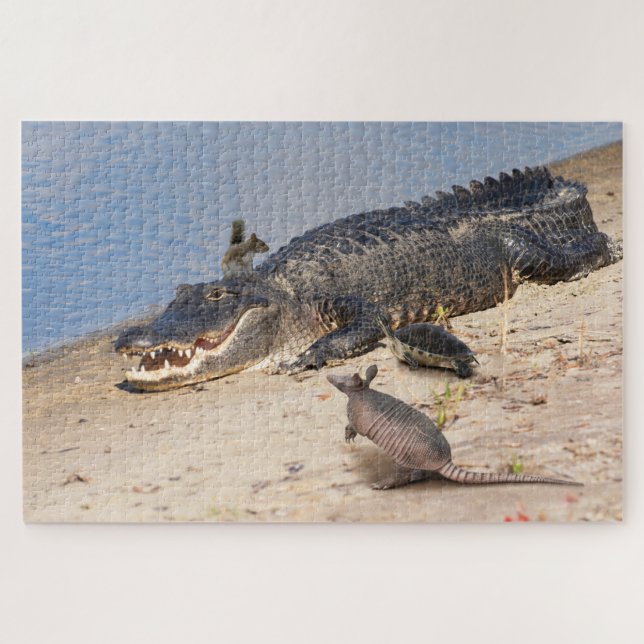 Puzzle Vinculador de Florida con animales. Alligator Buff (Horizontal)