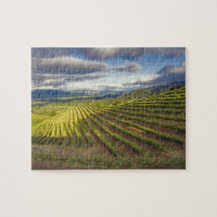 Puzzle Viñedo. Napa Valley. Napa. Condado de Napa,