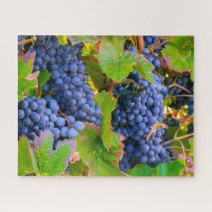 Puzzle Vinos de uvas negras, viñas