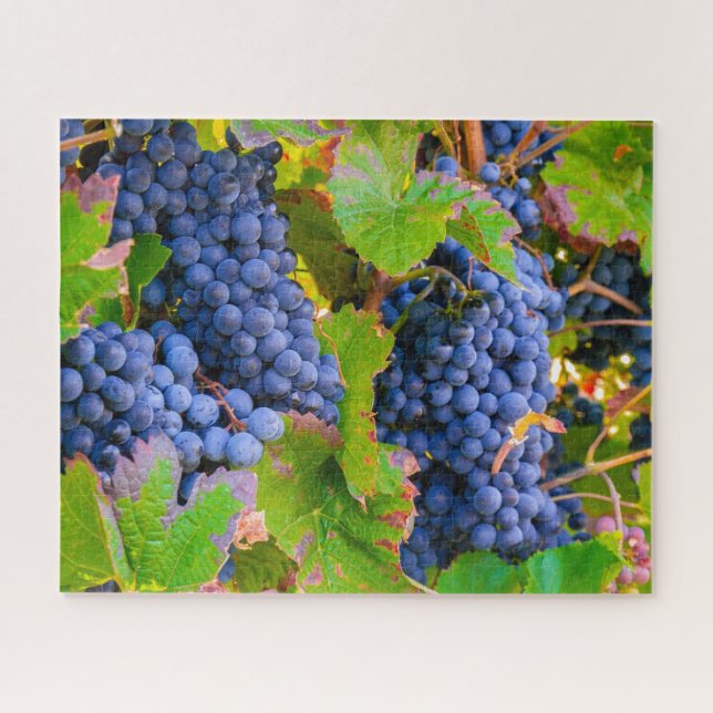 Puzzle Vinos de uvas negras, viñas (Horizontal)