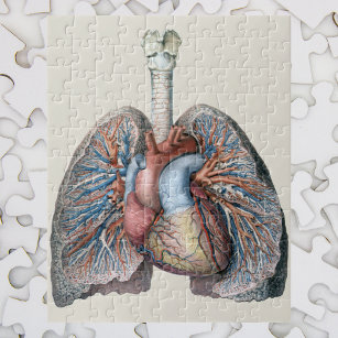 Puzzle Vintage Anatomía Humana Pulmones Órganos del Coraz