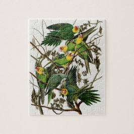 Puzzle Vintage Audubon Carolina Parakeet Pintado de Aves