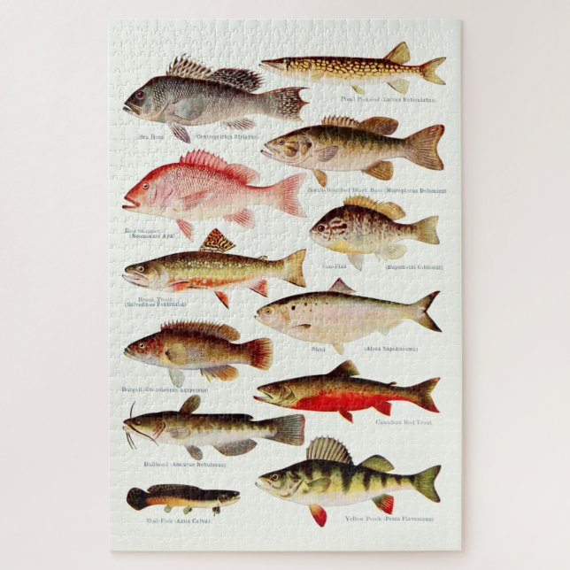 Puzzle Vintage North American Fish (Vertical)