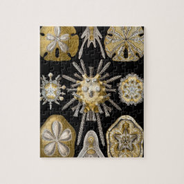 Puzzle Vintage Sand Dollars Sea Urchins by Ernst Haeckel