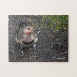Puzzle Vista aérea del pájaro carpintero Northern Flicker