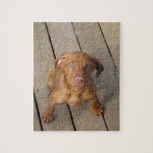Puzzle vizsla puppy (Vertical)