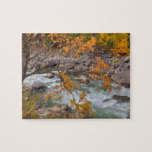 Puzzle WA, Bosque Nacional Wenatchee, Árbol de arce y