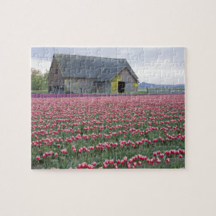 Puzzle WA, Valle de Skagit, Campo de Tulipanes y Granero