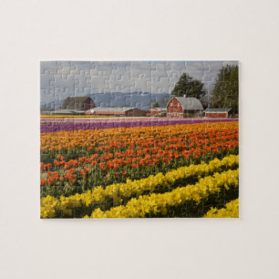 Puzzle WA, Valle de Skagit, Campos de tulipanes en flor, 