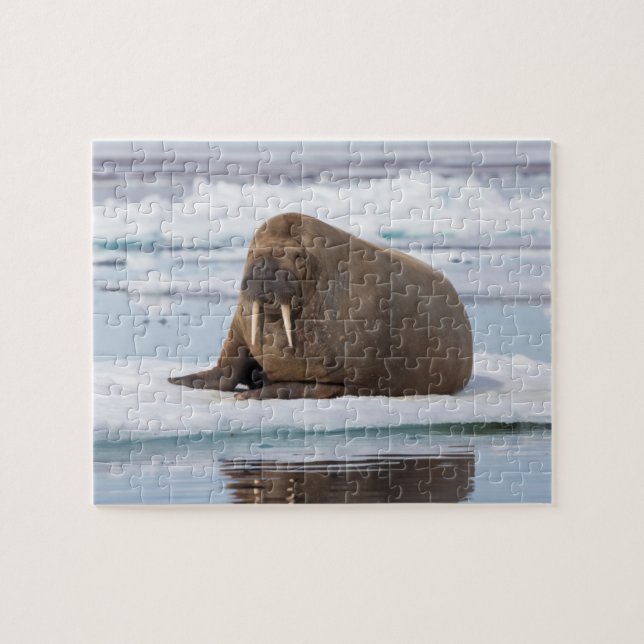 Puzzle Walrus descansando en el hielo, Noruega (Horizontal)