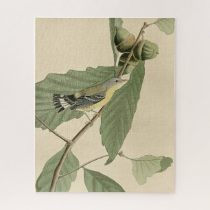 Puzzle Warbler negro y amarillo, los pájaros de América d