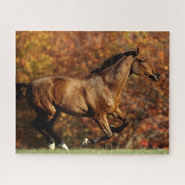 Puzzle Warmblood de la bahía en el fondo del otoño (Horizontal)
