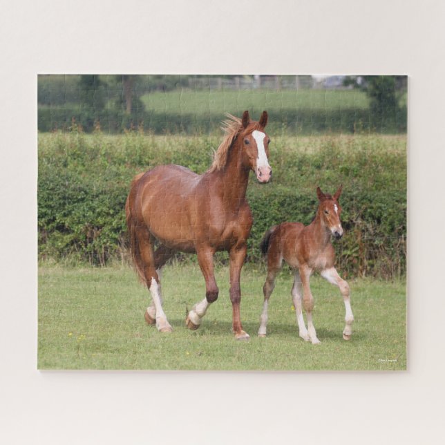 Puzzle Warmblood Mare y Foal Caminando juntos (Horizontal)