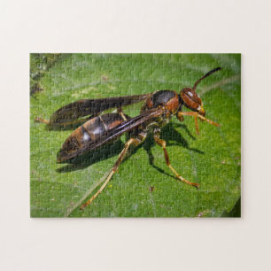 Puzzle Wasp