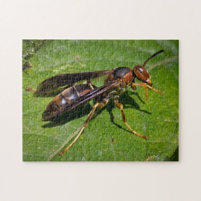 Puzzle Wasp (Horizontal)