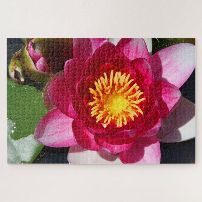 Puzzle WaterLily CloseUp (Horizontal)