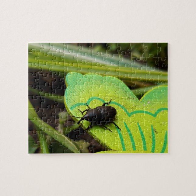 Puzzle Weevil, escarabajos, Curculionoidea, Bug (Horizontal)