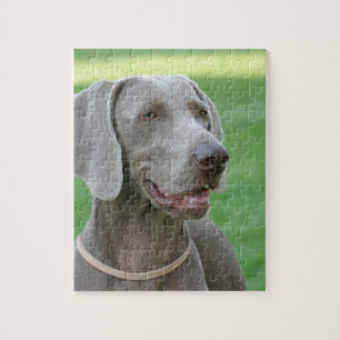 Puzzle Weimaraner