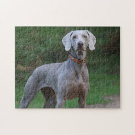 Puzzle Weimaraner Dog