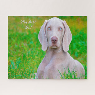 Puzzle Weimaraner Dog Jigsaws.