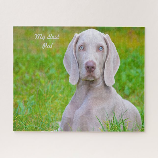 Puzzle Weimaraner Dog Jigsaws. (Horizontal)