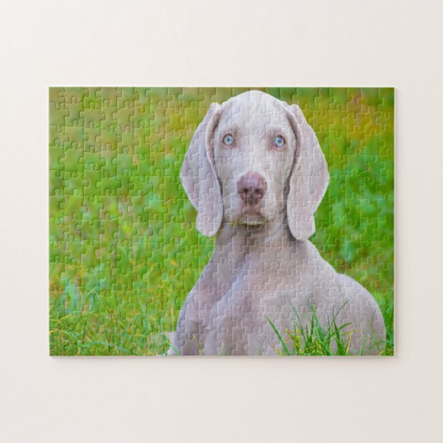Puzzle Weimaraner Dog Jigsaws. (Horizontal)