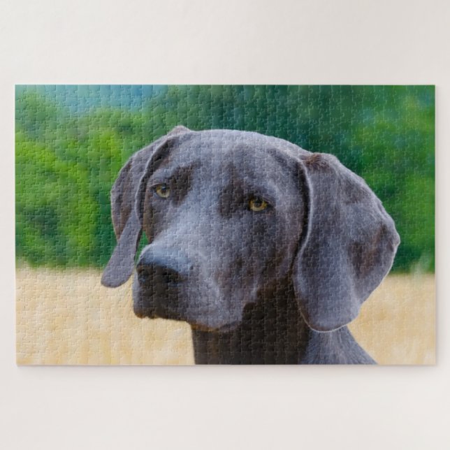 Puzzle Weimaraner Dog Jigsaws. (Horizontal)